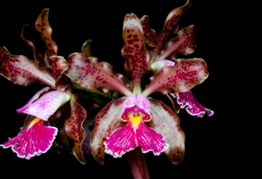 Cattleya schilleriana Sunset Valley Orchids II AM/AOS 83 pts.